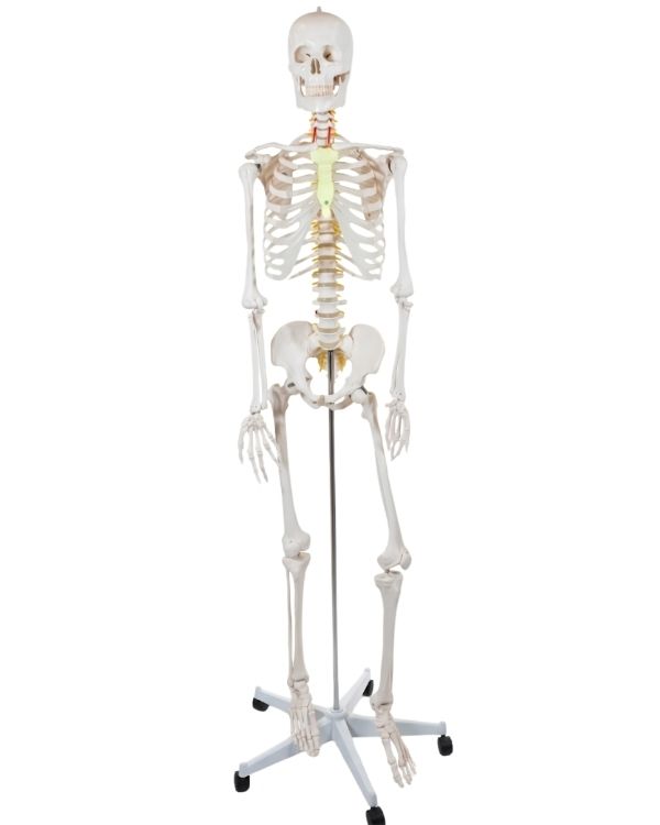 Temel Büyük İskelet Modeli 160 Cm Temel Büyük İskelet Modeli 160 Cm