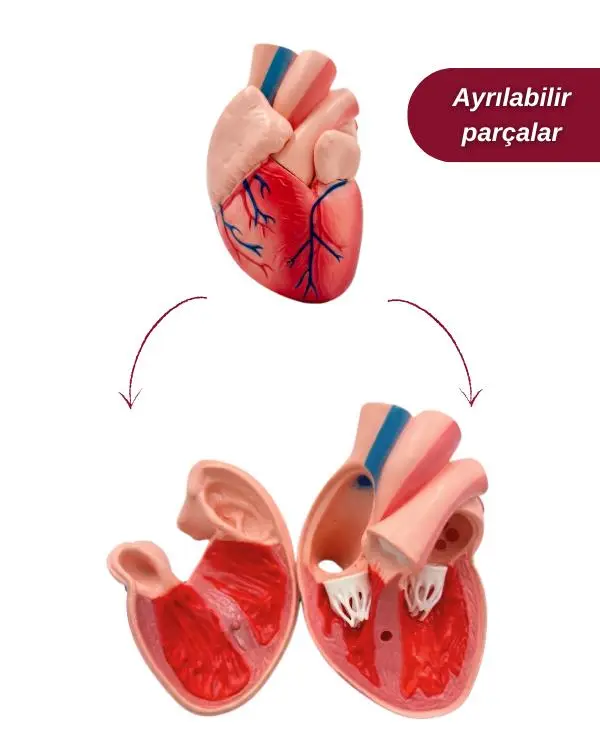 Fen ve Doğa 3 Boyutlu Kalp Modeli Fen ve Doğa 3 Boyutlu Kalp Modeli