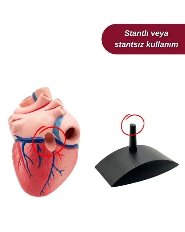 Fen ve Doğa 3 Boyutlu Kalp Modeli Fen ve Doğa 3 Boyutlu Kalp Modeli