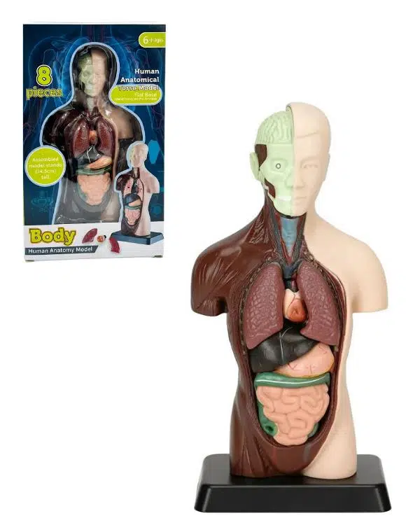 Temel 8 Parçalı İnsan Anatomisi Torso Modeli 24.5 cm