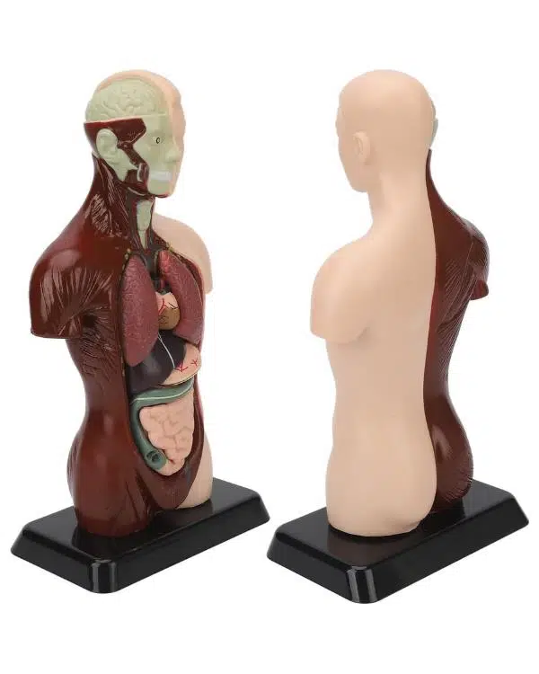 Temel 8 Parçalı İnsan Anatomisi Torso Modeli 24.5 cm Temel 8 Parçalı İnsan Anatomisi Torso Modeli 24.5 cm