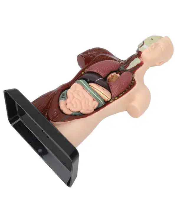 Temel 8 Parçalı İnsan Anatomisi Torso Modeli 24.5 cm Temel 8 Parçalı İnsan Anatomisi Torso Modeli 24.5 cm