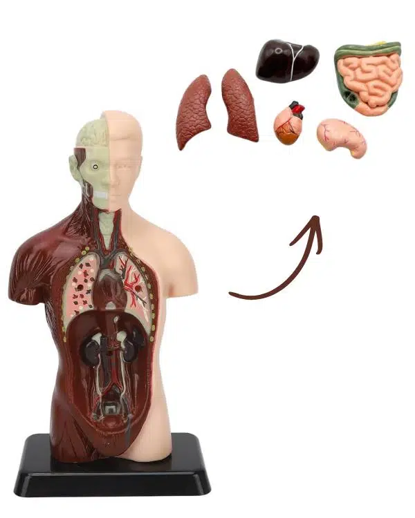 Temel 8 Parçalı İnsan Anatomisi Torso Modeli 24.5 cm Temel 8 Parçalı İnsan Anatomisi Torso Modeli 24.5 cm