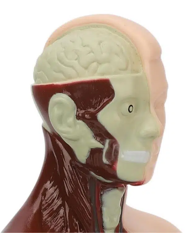 Temel 8 Parçalı İnsan Anatomisi Torso Modeli 24.5 cm Temel 8 Parçalı İnsan Anatomisi Torso Modeli 24.5 cm