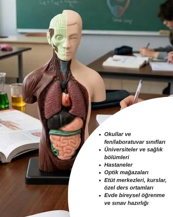 Temel 8 Parçalı İnsan Anatomisi Torso Modeli 24.5 cm Temel 8 Parçalı İnsan Anatomisi Torso Modeli 24.5 cm