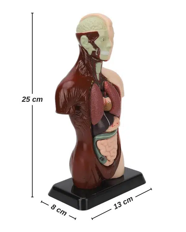 Temel 8 Parçalı İnsan Anatomisi Torso Modeli 24.5 cm Temel 8 Parçalı İnsan Anatomisi Torso Modeli 24.5 cm