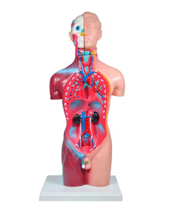 Temel Büyük İnsan Vücudu Modeli 45 Cm Temel Büyük İnsan Vücudu Modeli 45 Cm