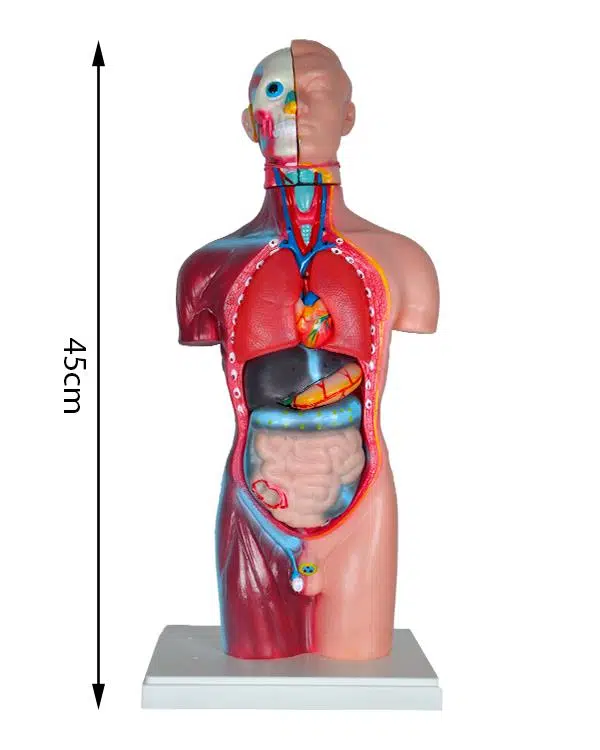 Temel Büyük İnsan Vücudu Modeli 45 Cm Temel Büyük İnsan Vücudu Modeli 45 Cm