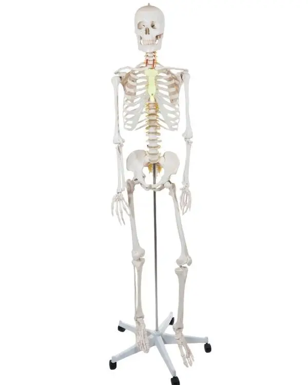 Temel Büyük İskelet Modeli 160 Cm