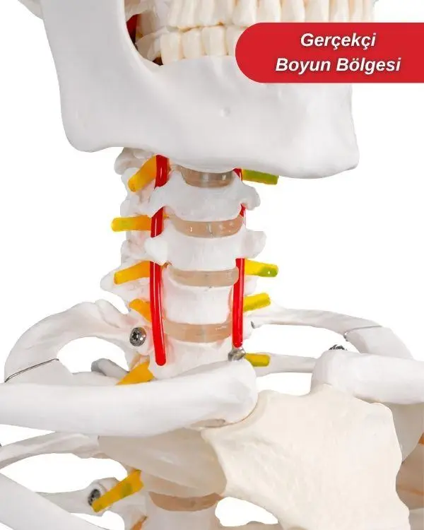 Temel Büyük İskelet Modeli 160 Cm Temel Büyük İskelet Modeli 160 Cm