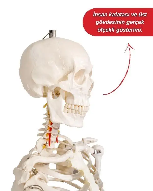 Temel Büyük İskelet Modeli 160 Cm Temel Büyük İskelet Modeli 160 Cm