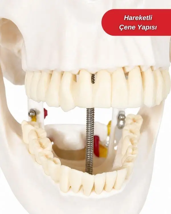 Temel Büyük İskelet Modeli 160 Cm Temel Büyük İskelet Modeli 160 Cm