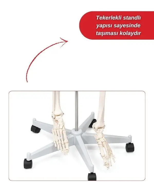 Temel Büyük İskelet Modeli 160 Cm Temel Büyük İskelet Modeli 160 Cm