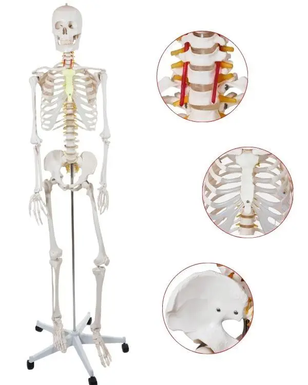 Temel Büyük İskelet Modeli 160 Cm Temel Büyük İskelet Modeli 160 Cm