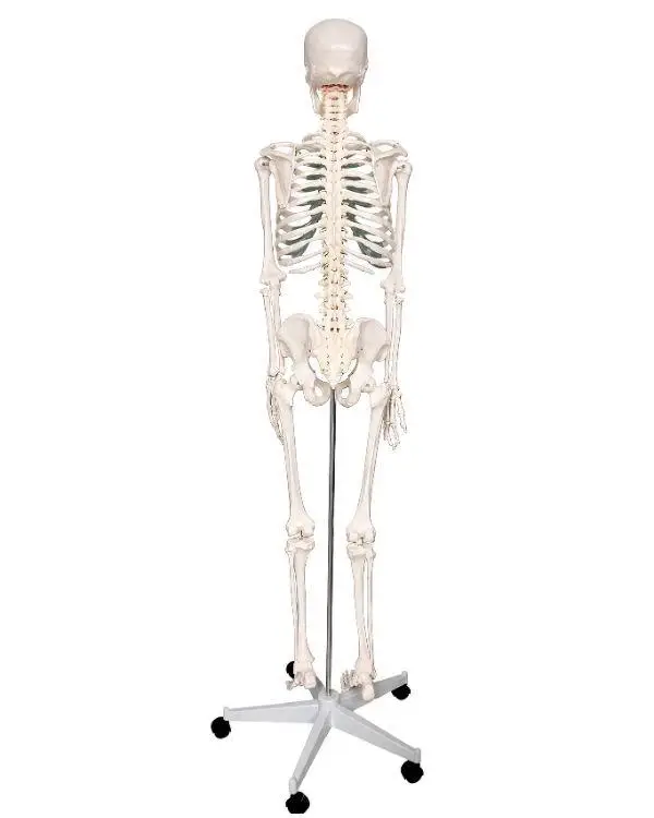 Temel Büyük İskelet Modeli 160 Cm Temel Büyük İskelet Modeli 160 Cm