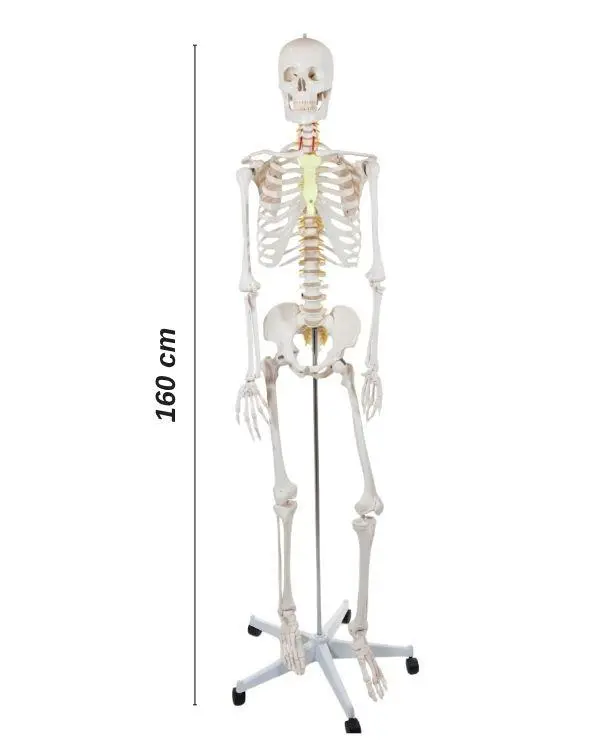 Temel Büyük İskelet Modeli 160 Cm Temel Büyük İskelet Modeli 160 Cm