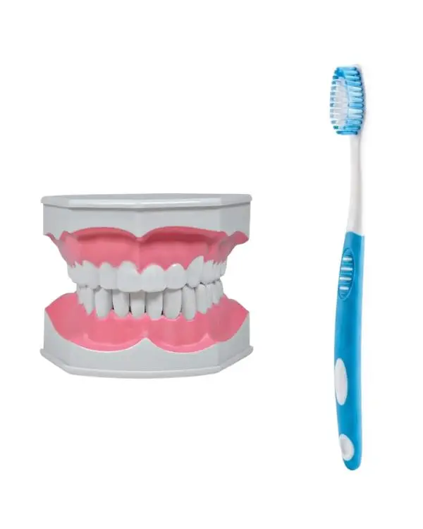 Temel Diş Modeli Fırçalı 12 cm