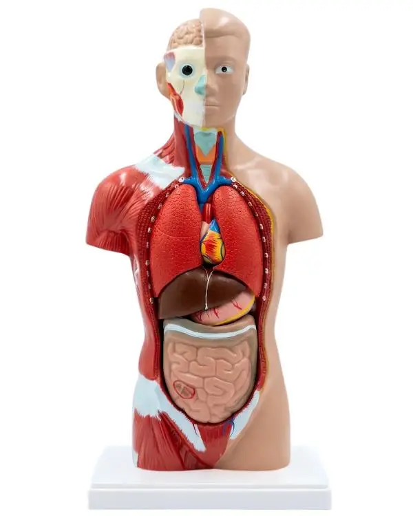 Temel İnsan Vücudu Modeli 27 Cm