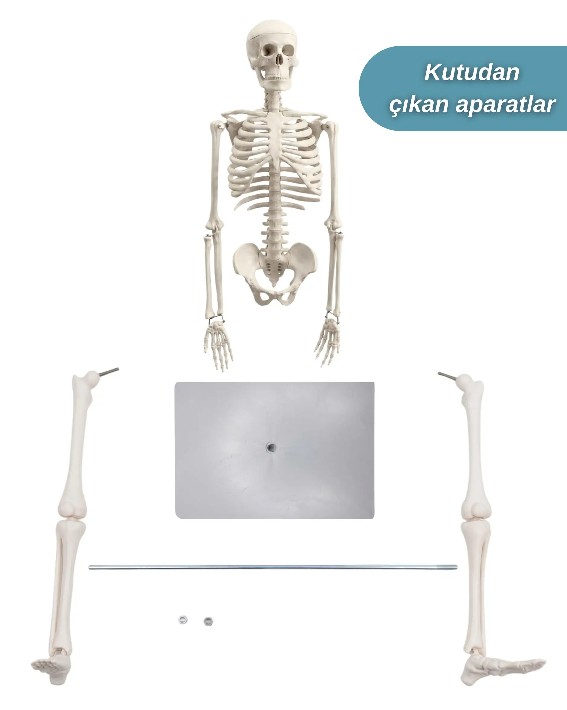 Temel İskelet Modeli 85 Cm Temel İskelet Modeli 85 Cm